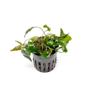Cryptocoryne 'Tropica'