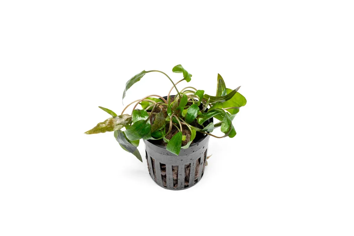 Cryptocoryne 'Tropica'