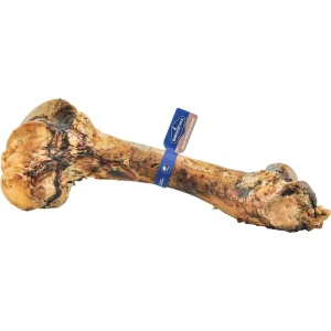 Barkworthies Femur Bone (Large) - 5 ct Case - Case of 1. This Case Pack is an assortment of 1 x Peanut Butter 1 x Acai 1 x Sweet Potato Pumpkin & Carrot Blend of Beef Bones for Dogs