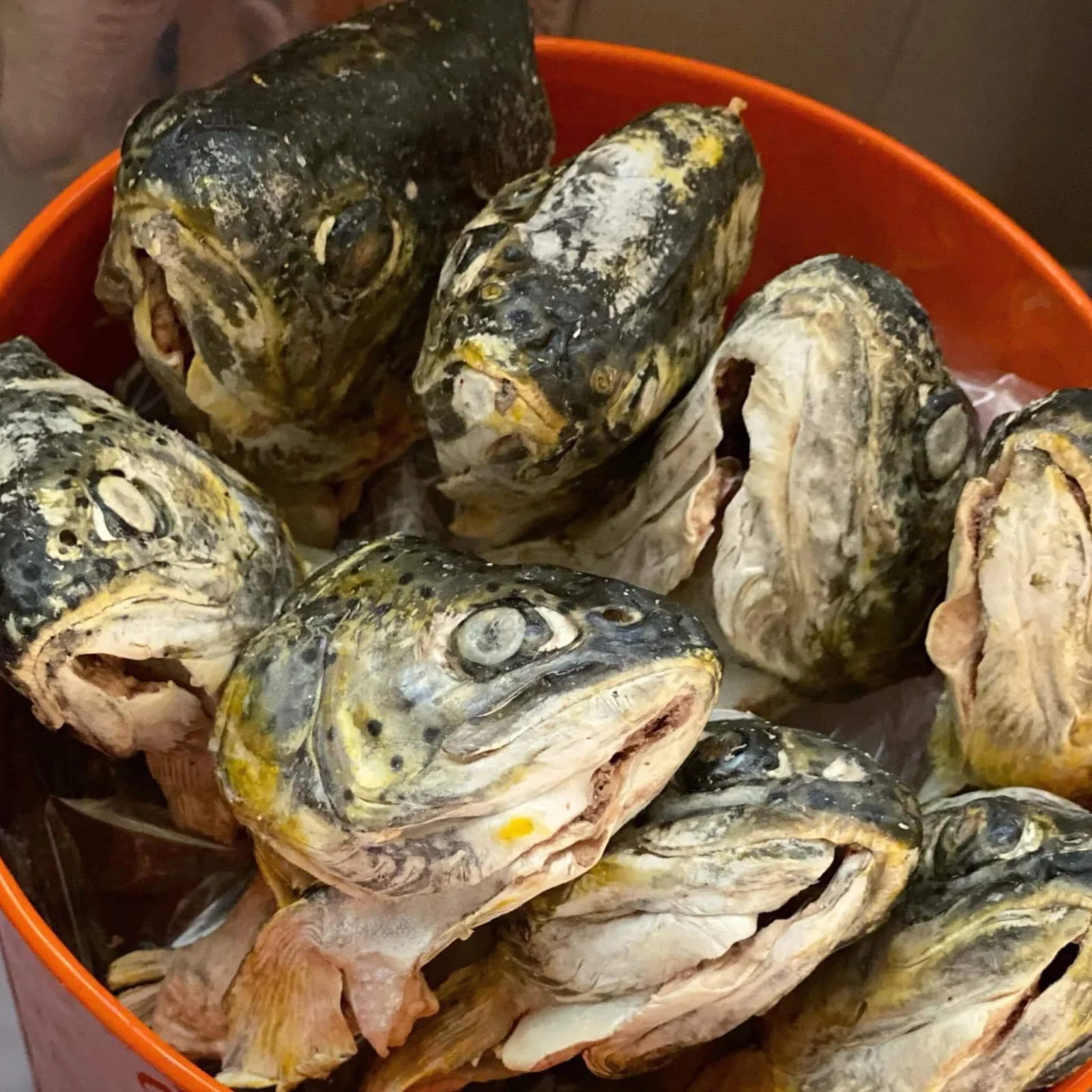 Scout & Zoe's Butcher's Bites Trout Heads for Dogs & Cats - Image 2