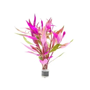 Alternanthera Lilacina