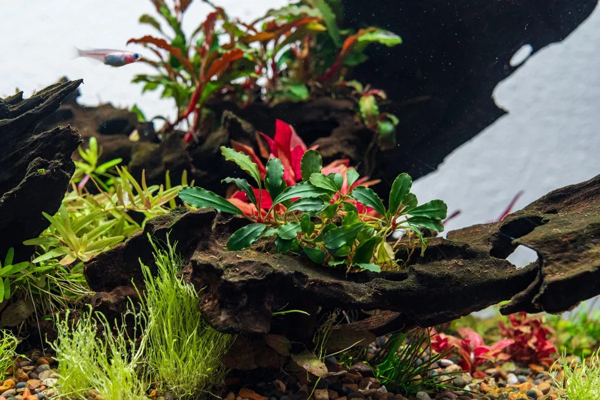 Bucephalandra Peacock - Image 2
