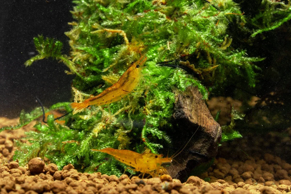 Tangerine Tiger Shrimp - Image 2