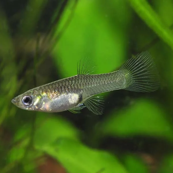 Endler's Livebearer - Image 2