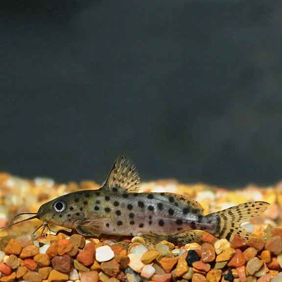 Synodontis Ocellifer Catfish