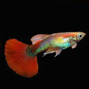 Red Fire Guppy, Male