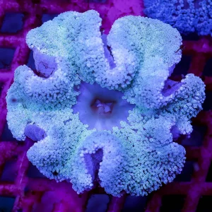 Haddon's Carpet Anemone 3.5" WYSIWYG