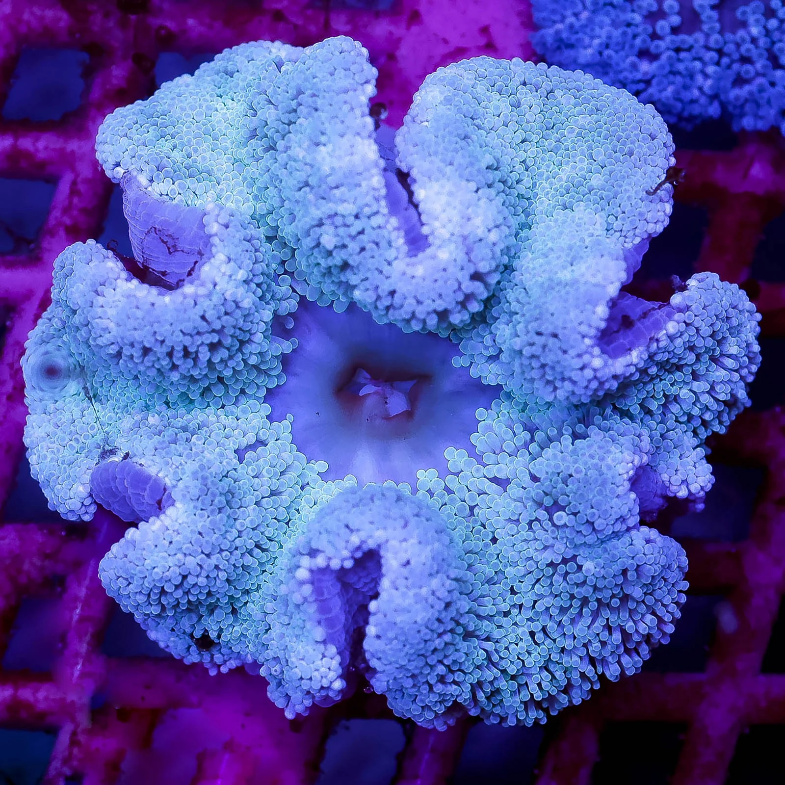 Haddon's Carpet Anemone 3.5" WYSIWYG