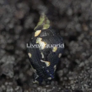 Dove Snail