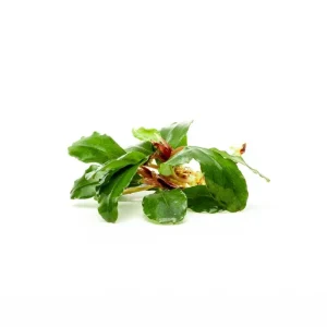 Bucephalandra Magnum Blue