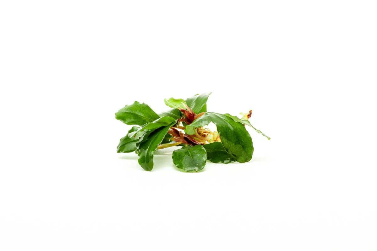 Bucephalandra Magnum Blue