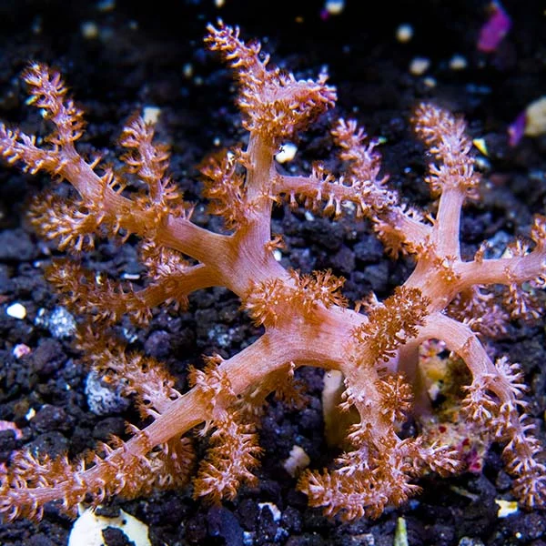 LiveAquaria® CCGC Aquacultured Taro Tree Coral - Image 2