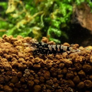 Black Pinto Shrimp