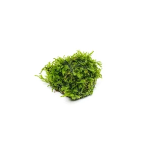 Christmas Moss on Lava Stone