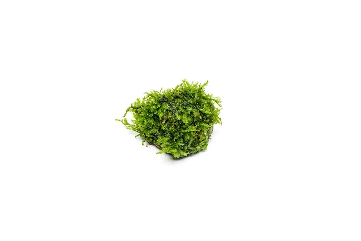 Christmas Moss on Lava Stone