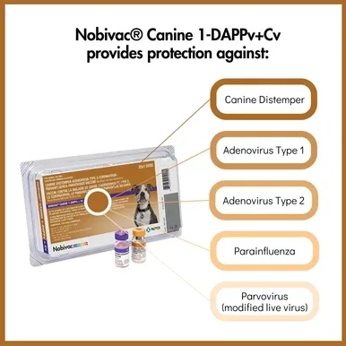 Nobivac® Canine 1-DAPPv+Cv - Image 2