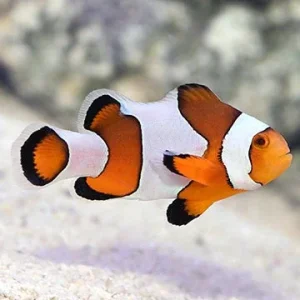 Captive-Bred Wide Bar Mocha Clownfish