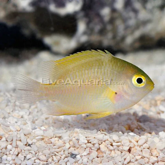 Yellow Damselfish