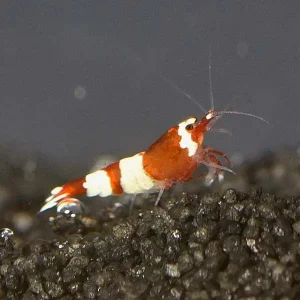 Red Panda Shrimp
