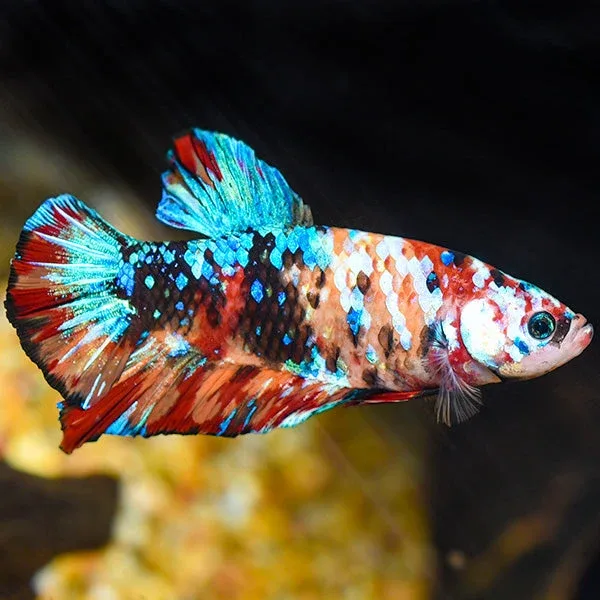 Giant Koi Halfmoon Plakat Betta, Male