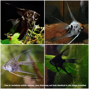 Assorted Veil Angelfish