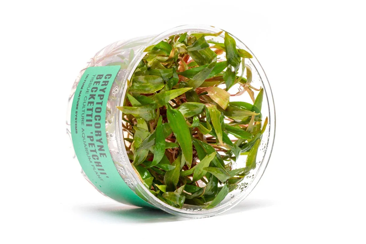 Cryptocoryne Beckettii 'Petchii' UNS Tissue Culture - Image 2