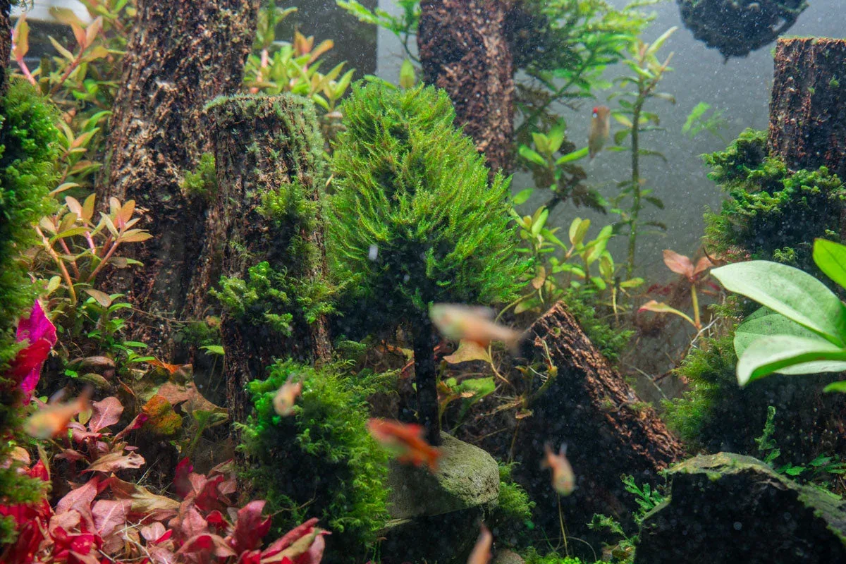 Christmas Moss Tree - Image 2