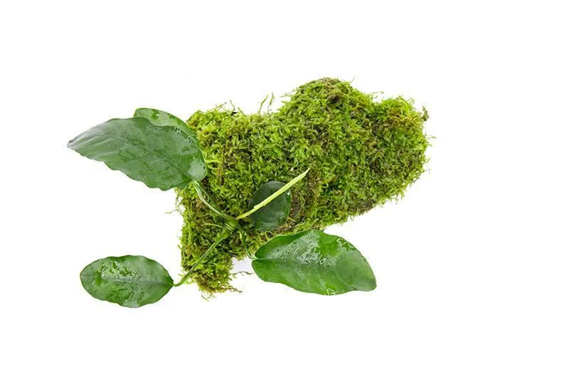 Christmas Moss and Anubias Barteri on Driftwood - Image 2