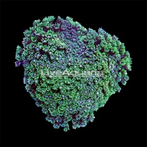 Flower Pot Coral, Short Polyp, Green