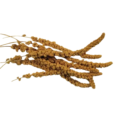 Spray Millet - Image 2
