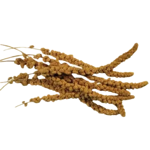 Spray Millet
