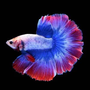 STARS & STRIPES MALE BETTA