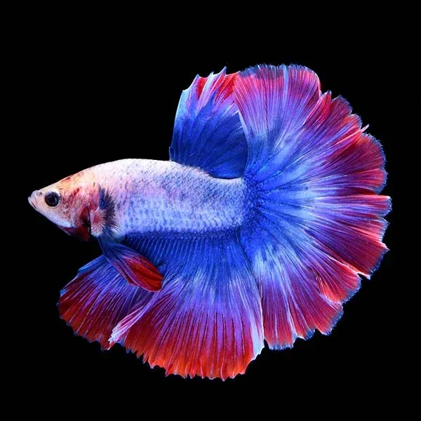 STARS & STRIPES MALE BETTA