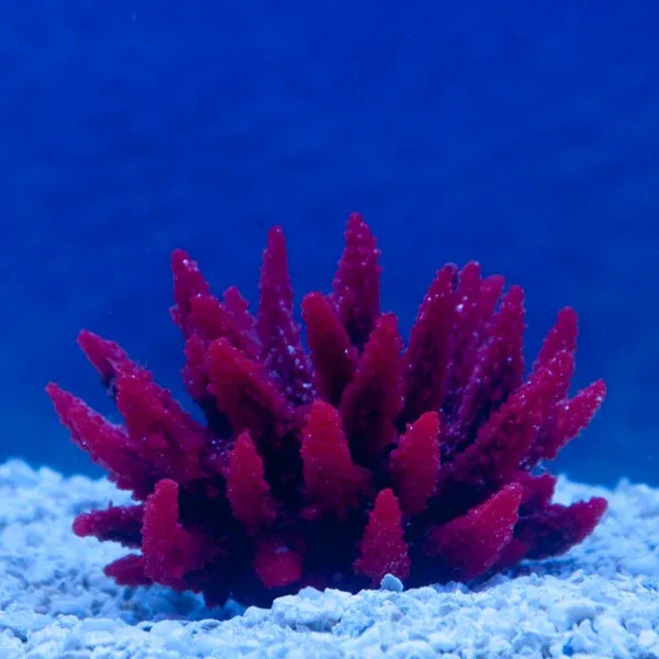 Aquatic Creations Red Acropora Aquarium Décor - Image 2