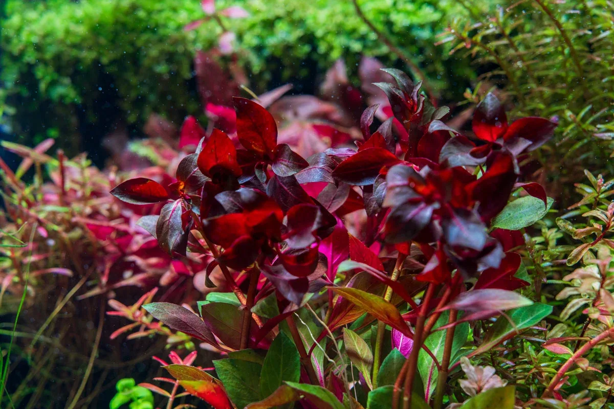 Ludwigia Peruensis/Gladulosa var. Diamond - Image 2