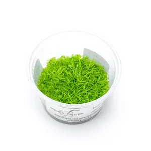 Utricularia Graminifolia Aquatic Farmer Tissue Culture