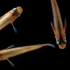 Oryzias Sp Woworae Medaka Rice Fish