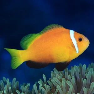 Blackfoot Clownfish