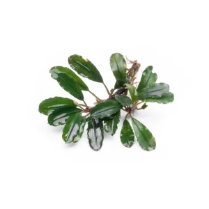 Bucephalandra Melawi Blue