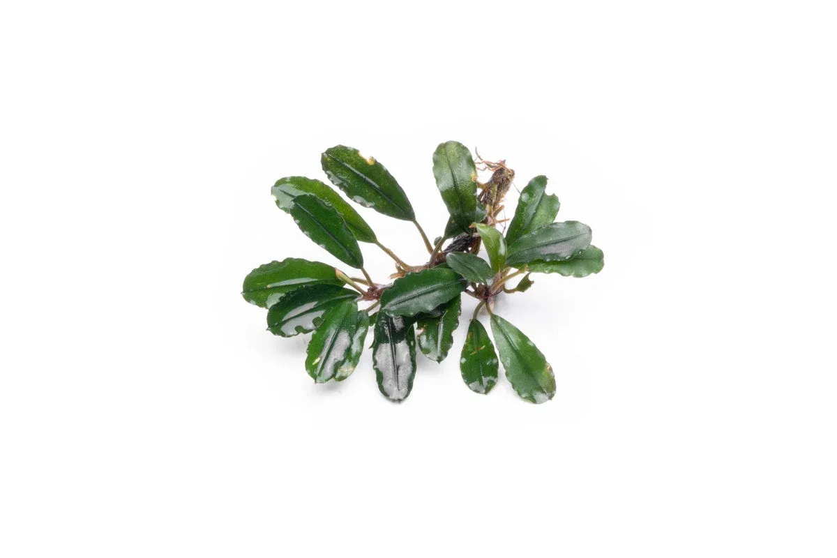 Bucephalandra Melawi Blue