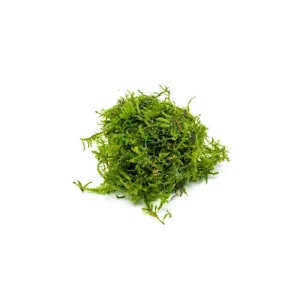 Christmas Moss