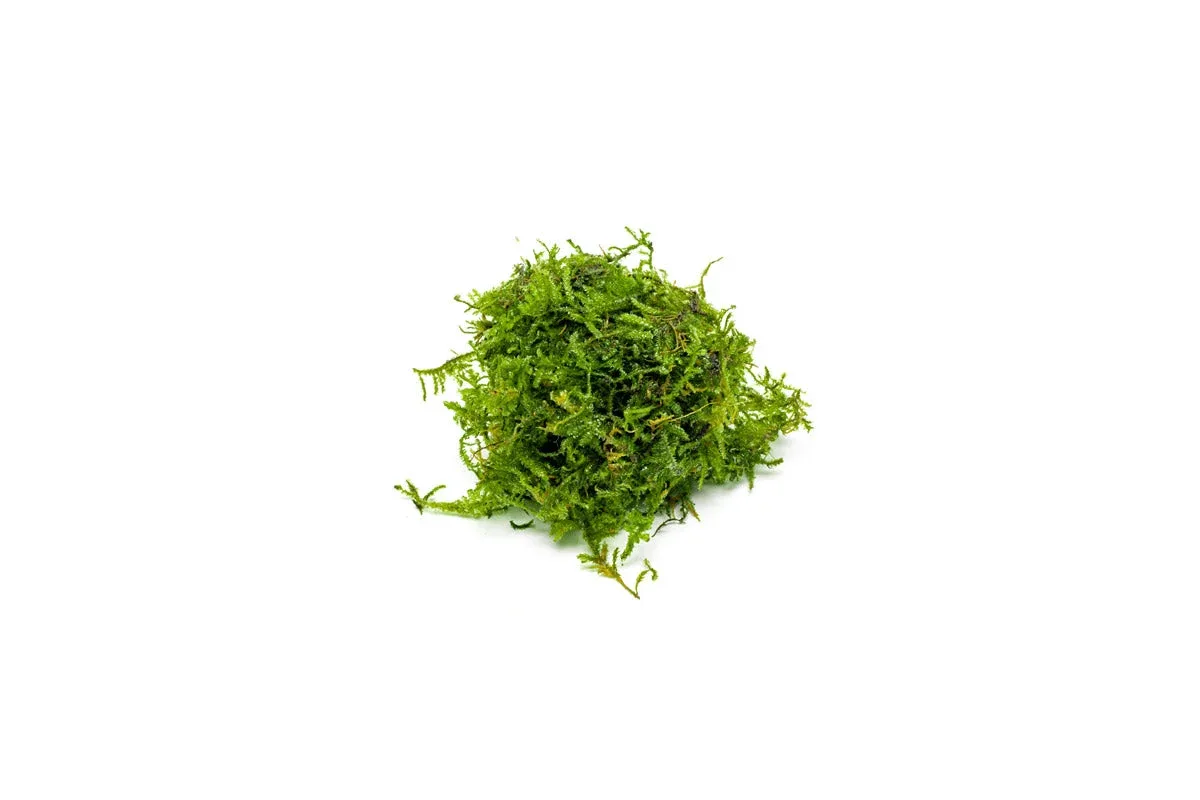 Christmas Moss