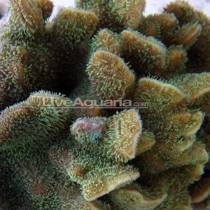 Pavona Coral