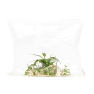 Philodendron Minarum