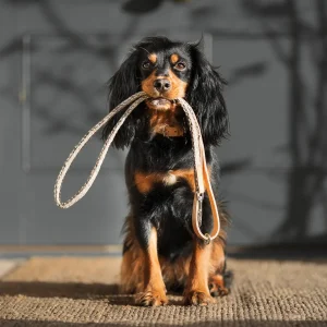 Essentials Herdwick Dog Lead in Pebble by Lords & Labradors