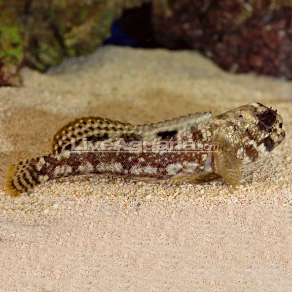 Jawfish, Dusky