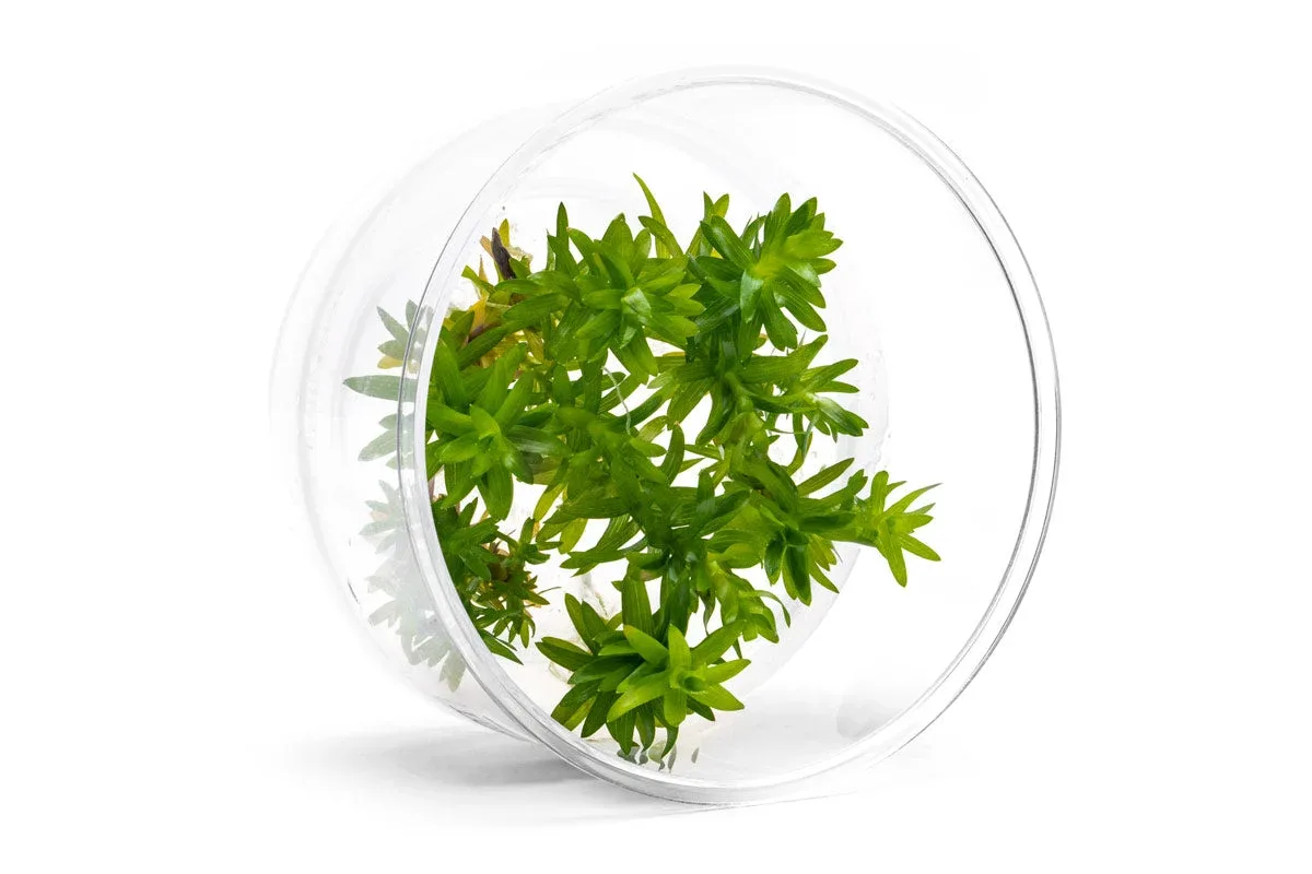 Tonina Fluviatilis Tissue Culture - Image 2