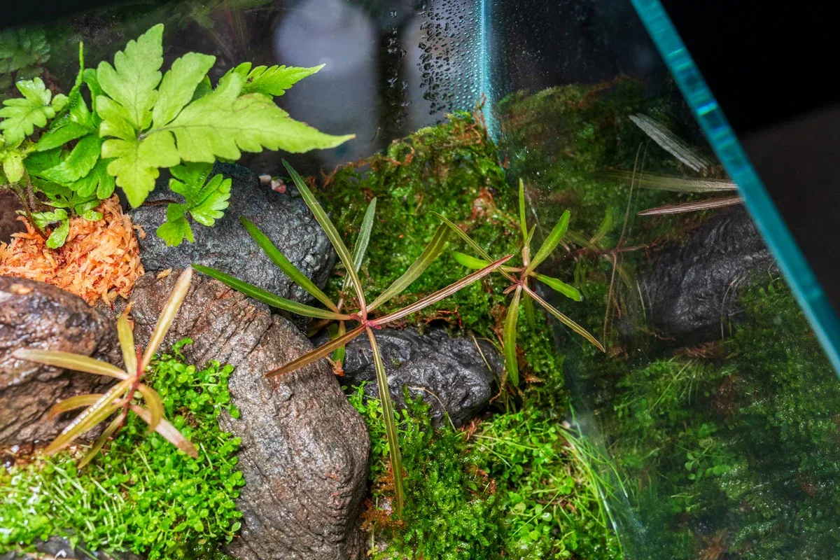 Hygrophila Lancea 'Araguaia' - Image 2