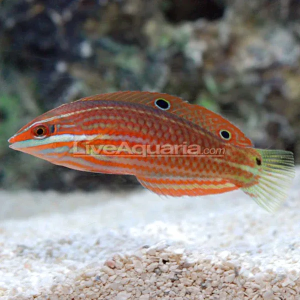 Red-Lined Wrasse - Image 2
