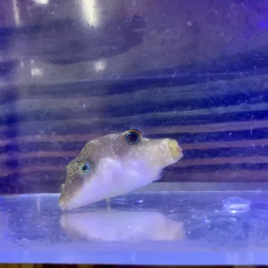 Puffer - Sharpnose Bicolor